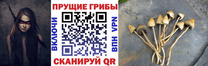 купить наркоту Сельцо Псилоцибиновые грибы мицелий
